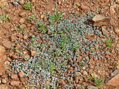 Euphorbia polycarpa