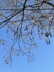 Gleditsia triacanthos