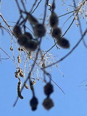 Gleditsia triacanthos