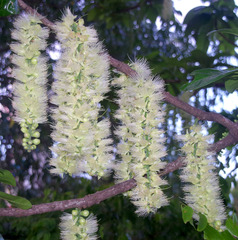 Barringtonia calyptrata