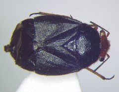 Strongylocoris leucocephalus