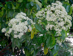 Flindersia brayleyana