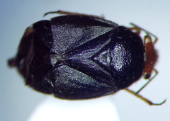 Strongylocoris leucocephalus
