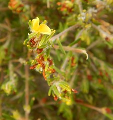 Phyllota remota