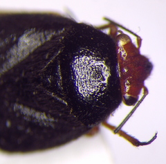 Strongylocoris leucocephalus