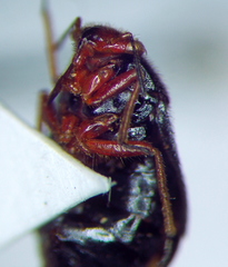 Strongylocoris leucocephalus