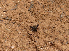 Conophorus fenestratus