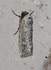 Sympistis sectiloides