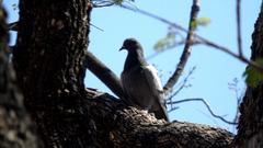Columba livia domestica
