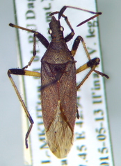 Dicranocephalus albipes