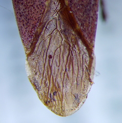 Dicranocephalus albipes