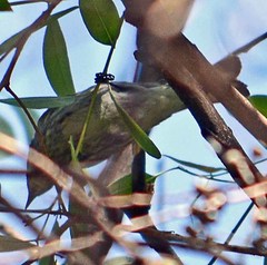 Setophaga coronata