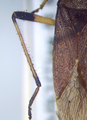 Dicranocephalus albipes