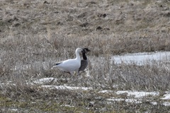 Anser caerulescens caerulescens