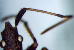 Dicranocephalus albipes