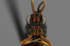 Dicaelotus gelechiae