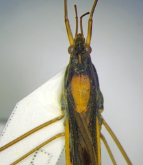 Gerris thoracicus