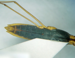 Gerris thoracicus