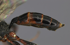 Dicaelotus gelechiae