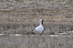 Anser caerulescens caerulescens