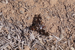 Exoprosopa caliptera