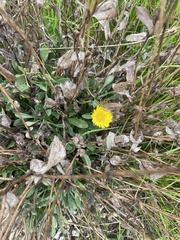 Grindelia stricta platyphylla