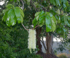 Barringtonia calyptrata