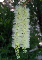 Barringtonia calyptrata