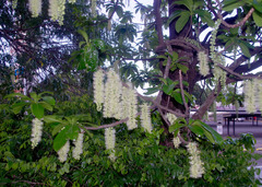 Barringtonia calyptrata