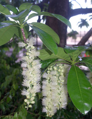 Barringtonia calyptrata