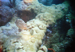 Acanthostracion polygonium