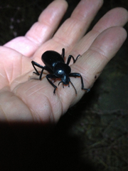 Eleodes grandicollis