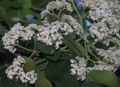 Flindersia brayleyana