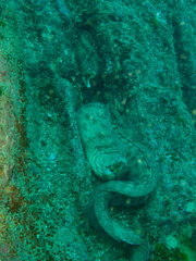 Gymnothorax nubilus
