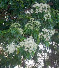 Flindersia brayleyana