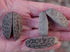 Flindersia brayleyana