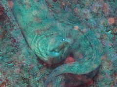 Gymnothorax nubilus