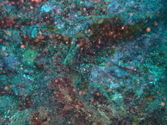 Gymnothorax nubilus