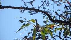 Haemorhous mexicanus