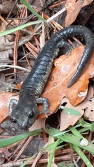 Aneides klamathensis