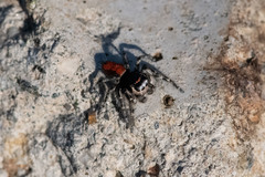 Phidippus phoenix