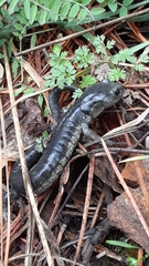 Aneides klamathensis