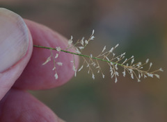 Eragrostis tenellula