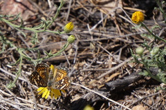 Phyciodes picta
