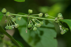 Phyllanthus cuscutiflorus