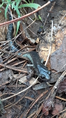 Aneides klamathensis