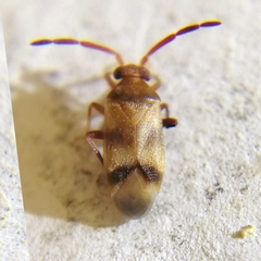 Ceratocapsini
