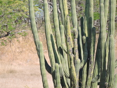 Stenocereus quevedonis