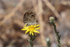 Phyciodes picta