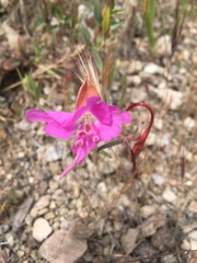 Clarkia breweri